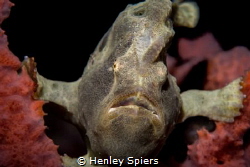 Grumpy Frogfish by Henley Spiers 
